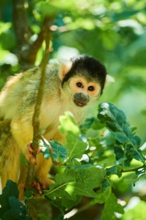 Common squirrel monkey
