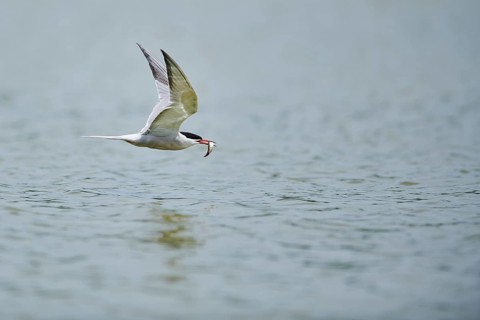 Elegant tern