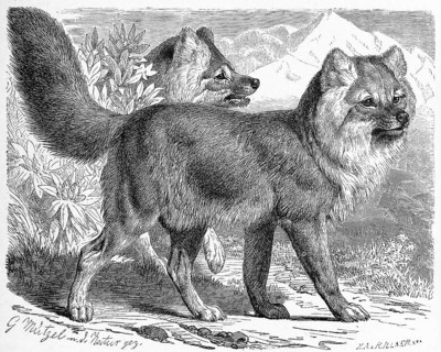 Alpine Wolf