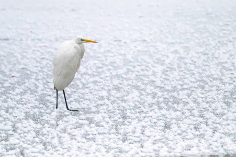 Great egret