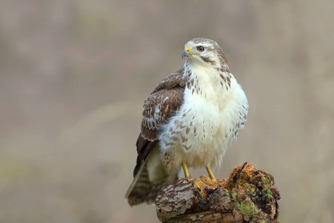 Common steppe buzzard