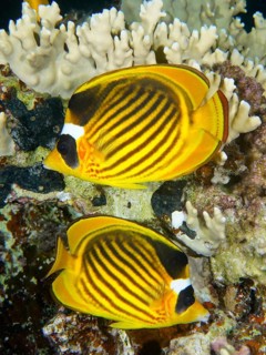 Pair of diagonal butterflyfish