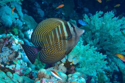 Indian desjardin's sailfin tang