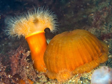 2 clonal plumose anemones