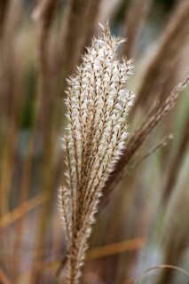 Garden Chinese reed