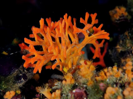 False coral