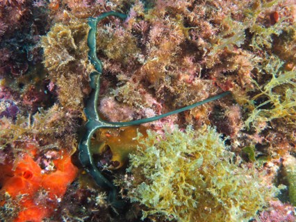 Green spoonworm
