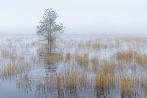 Pine in the mist in a swamp in Goldenstedt Moor