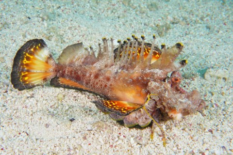 A Red Sea walkman filament devilfish