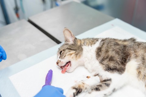 Veterinary clinic with a cat