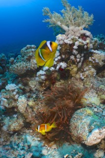 Two red sea clownfishes