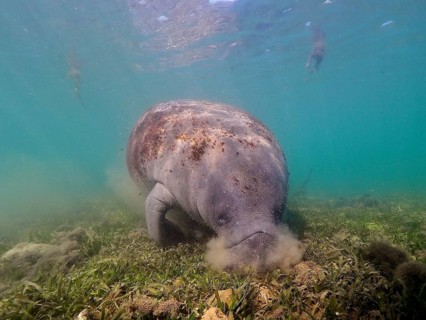 West indian manatee