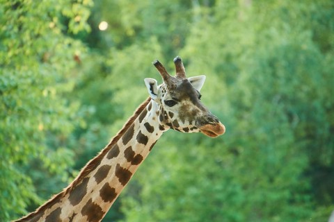 Reticulated giraffe