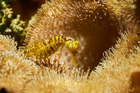 Tiger tail seahorse