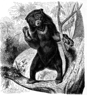 Sun bear