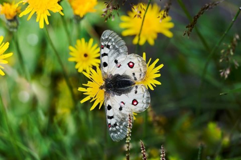 Alpine Apollo