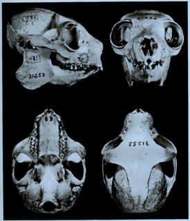 Skull bone