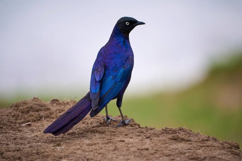Long-tailed Glossy Starling