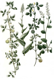 Botany