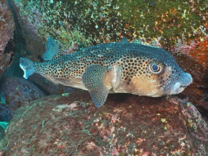 Spotfin burrfish