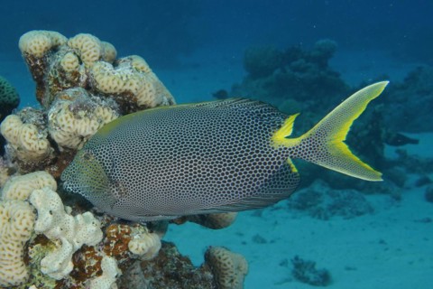 Spotted rabbitfish