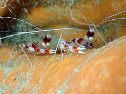 Two banded coral shrimps
