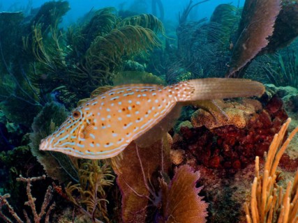 Scrawled filefish
