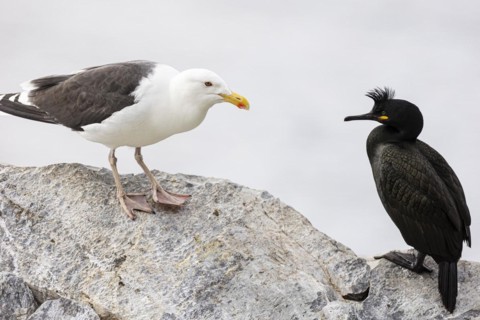 Great black-backed gull