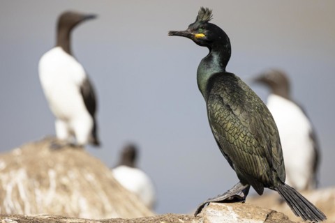 Crow Cormorant