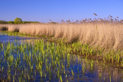 Reed on the shore of Lake Duemmer