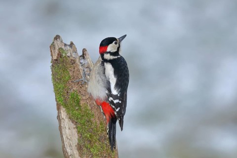 Great spotted woodpecker