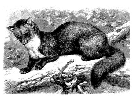 European pine marten