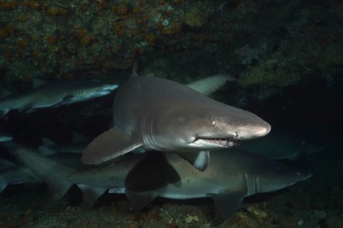 Sand tiger shark