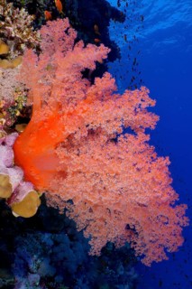 Hemprich's tree coral