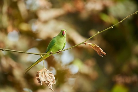 Monk parakeet