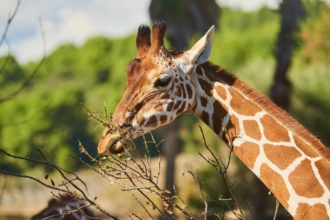 Reticulated giraffe
