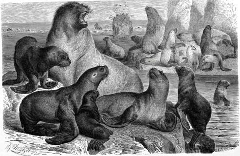 Maned seal