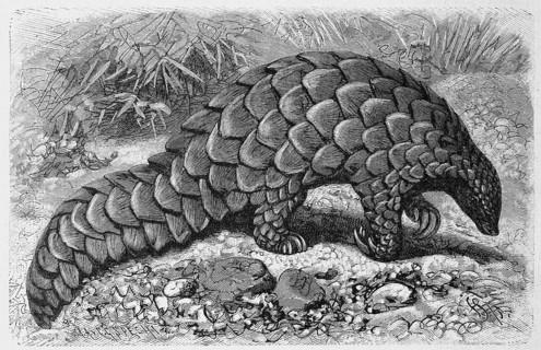 Ground pangolin