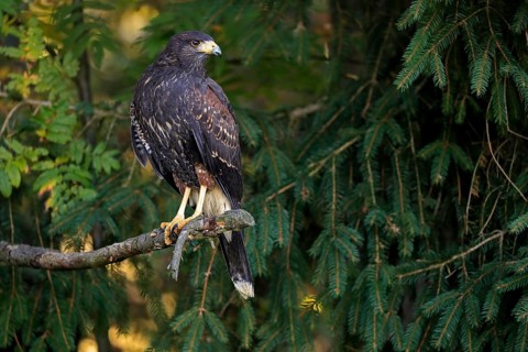 Harris's hawk