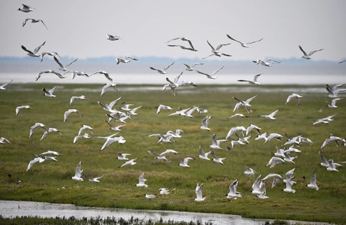 Black-headed gulls