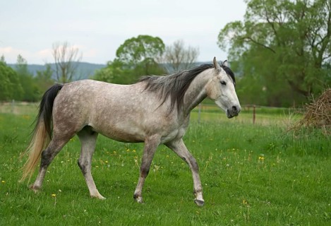Horse