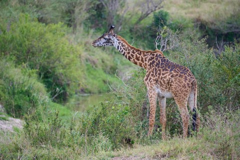Masai giraffe