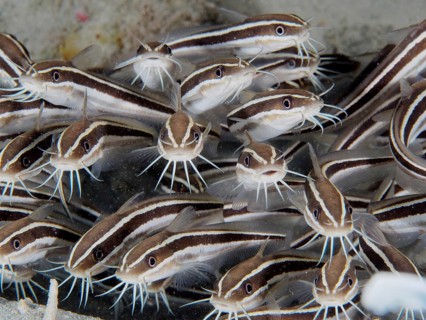 Striped eel catfish