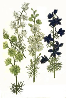 Botany