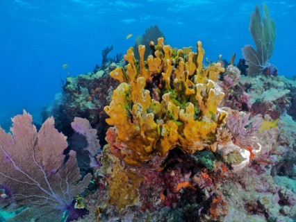 Fire coral