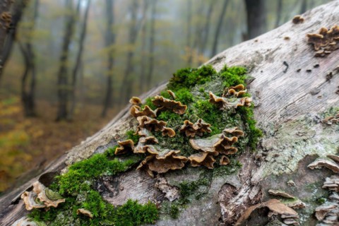 Detail of a tree trunk with moss and sponges and blurred forest as background