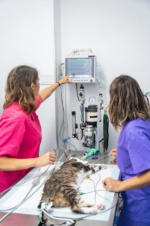 Veterinary clinic