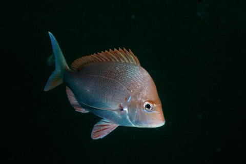 Slinger sea bream