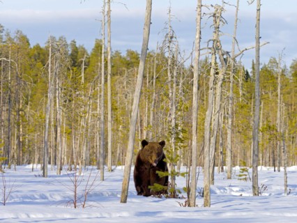 European brown bear