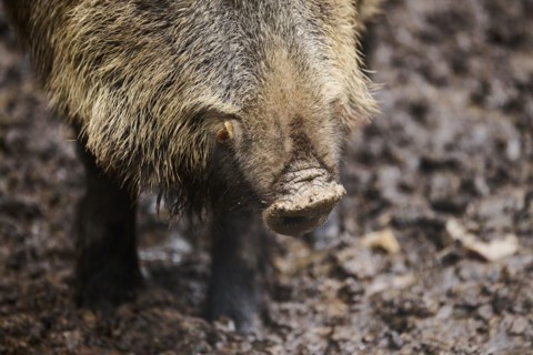 Snout of a Wild boar